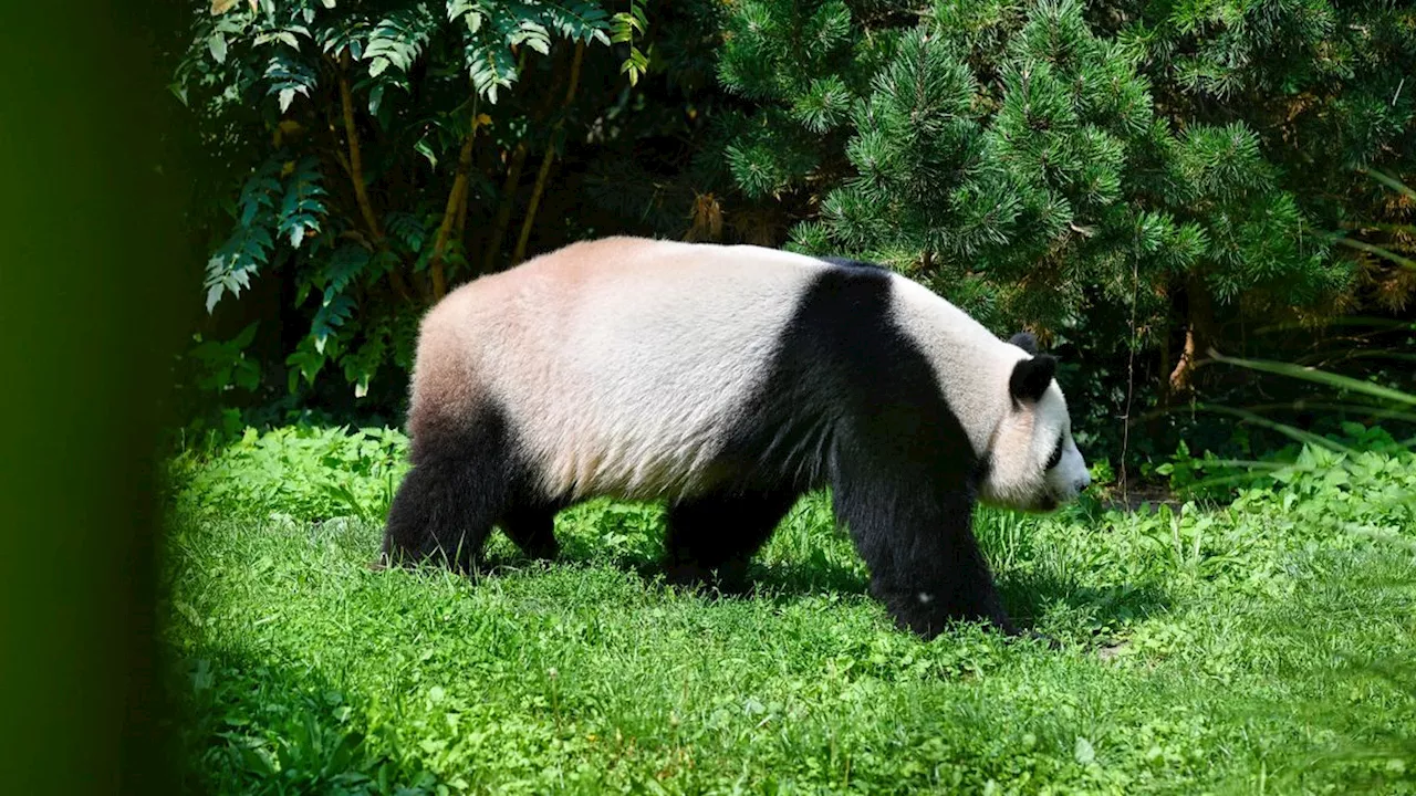 Noch kein Veganer: Ur-Panda in Tongrube im Allgäu entdeckt