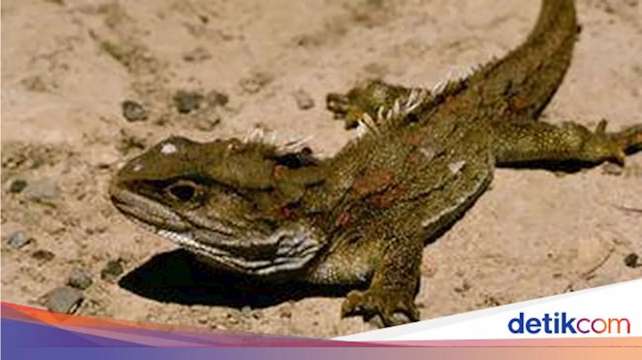 Ternyata Hewan Ini yang Berevolusi Paling Cepat, Dari Jenis Reptil dan Ikan