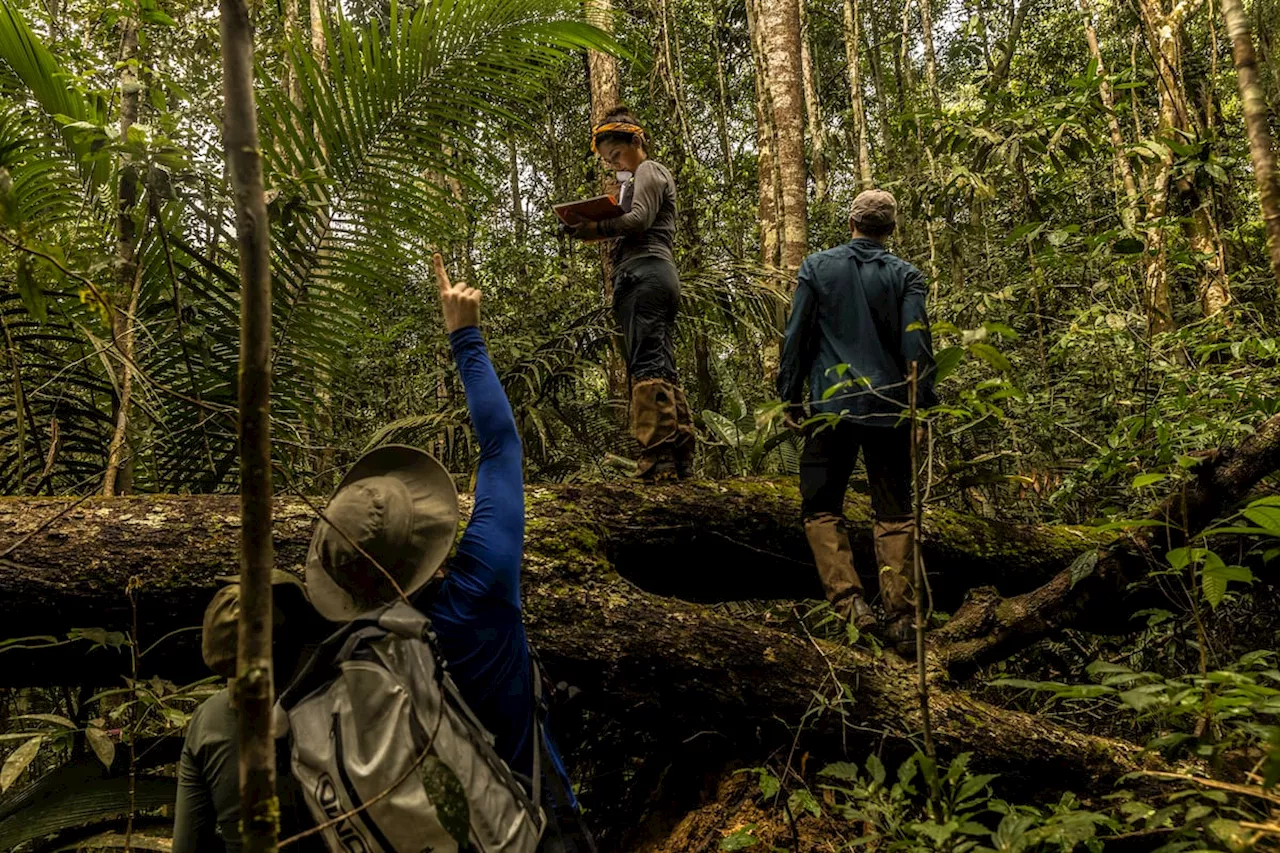 Los forenses que estudian de qué mueren los árboles más grandes del Amazonas