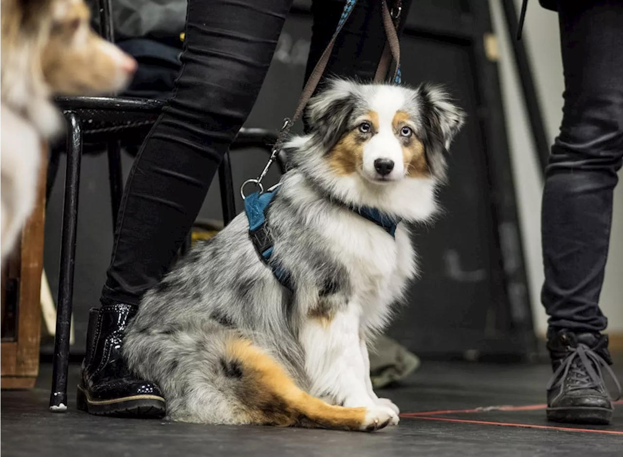 Hundefutter-Test 2024: Günstiges Futter überzeugt