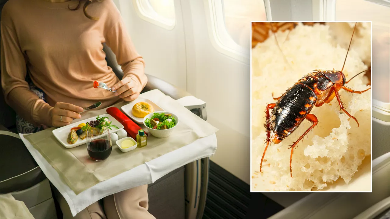 Passenger Finds Cockroach in Air India Meal, Claims Food Poisoning