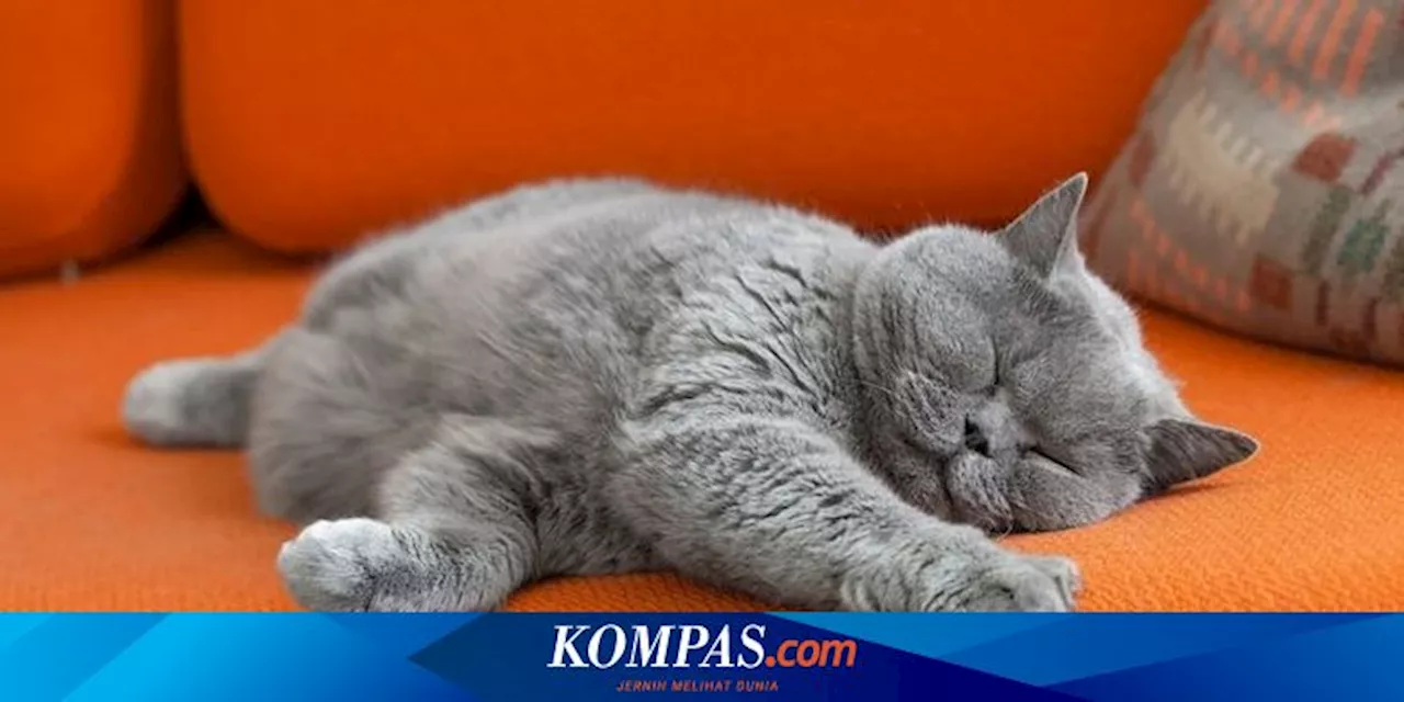 Mengapa Kucing Sering Tidur?