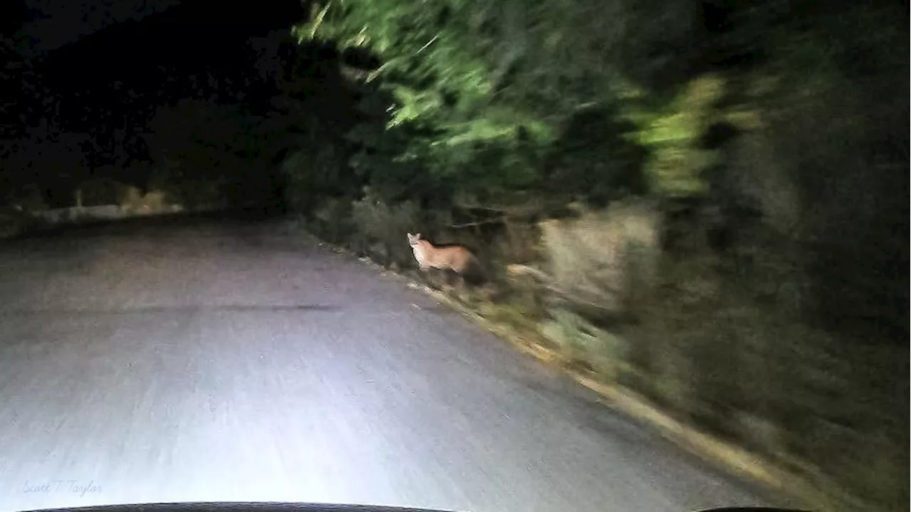 Cougar spotted off roadside in Butterfield Canyon in southwest Salt Lake County