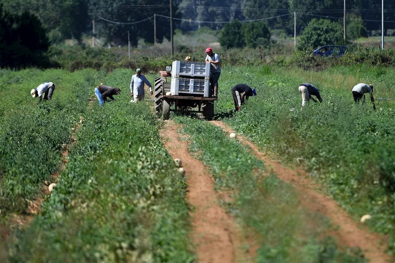 Le « caporalato », un esclavage moderne dans les campagnes italiennes