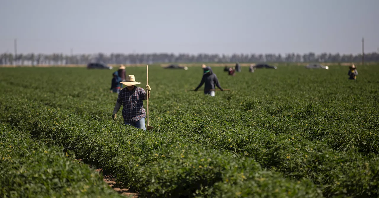 As extreme heat rises, Newsom blocks bill to protect California farmworkers