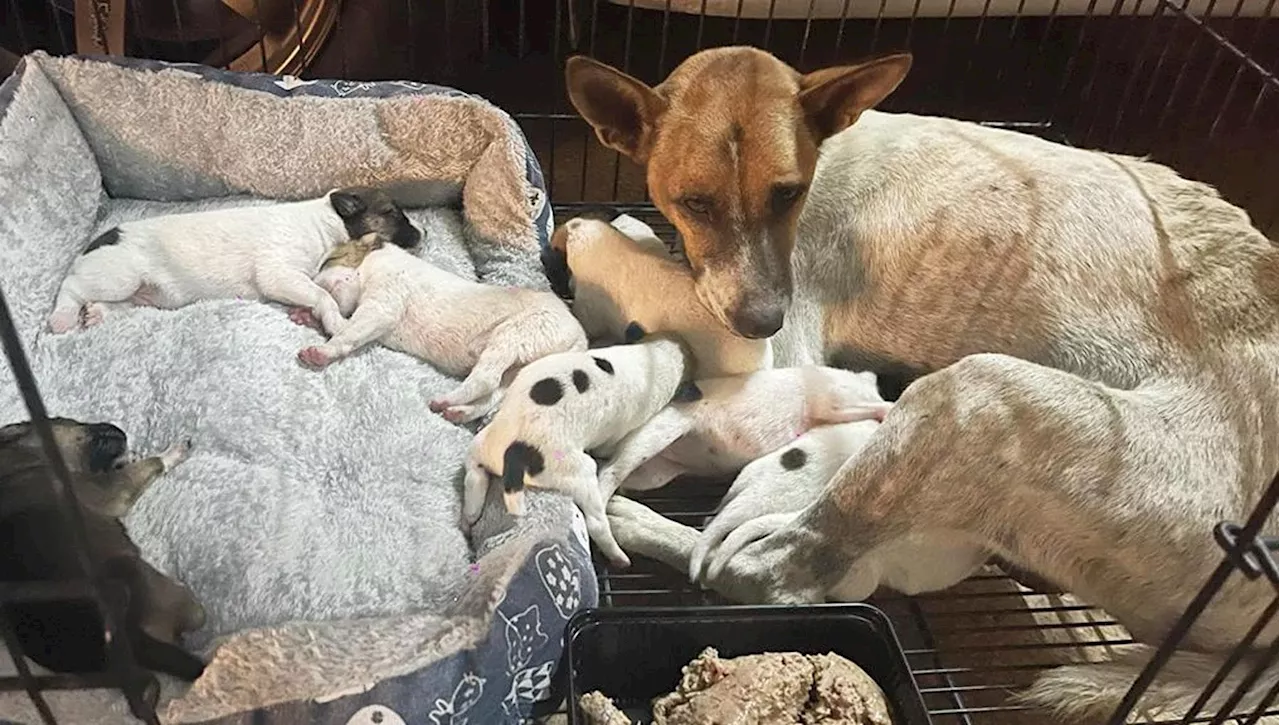 Mamma cane con gli occhi bendati e nove cuccioli salvati in Thailandia