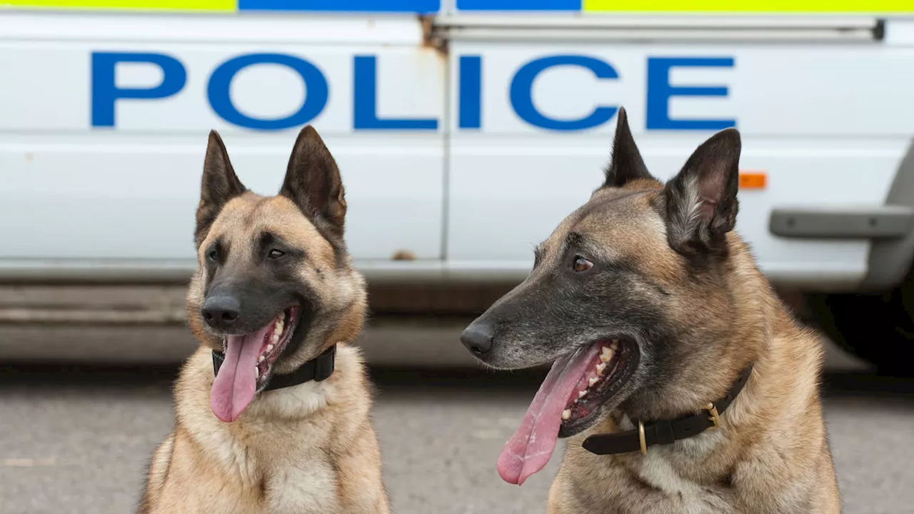 Peta Calls For Police Dog Phasing Out After Riots Leave Animals Injured