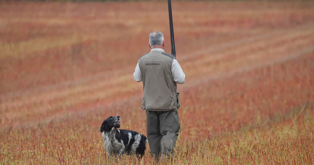 Loire : un chasseur tué d’une balle dans la tête lors d’une battue aux sangliers