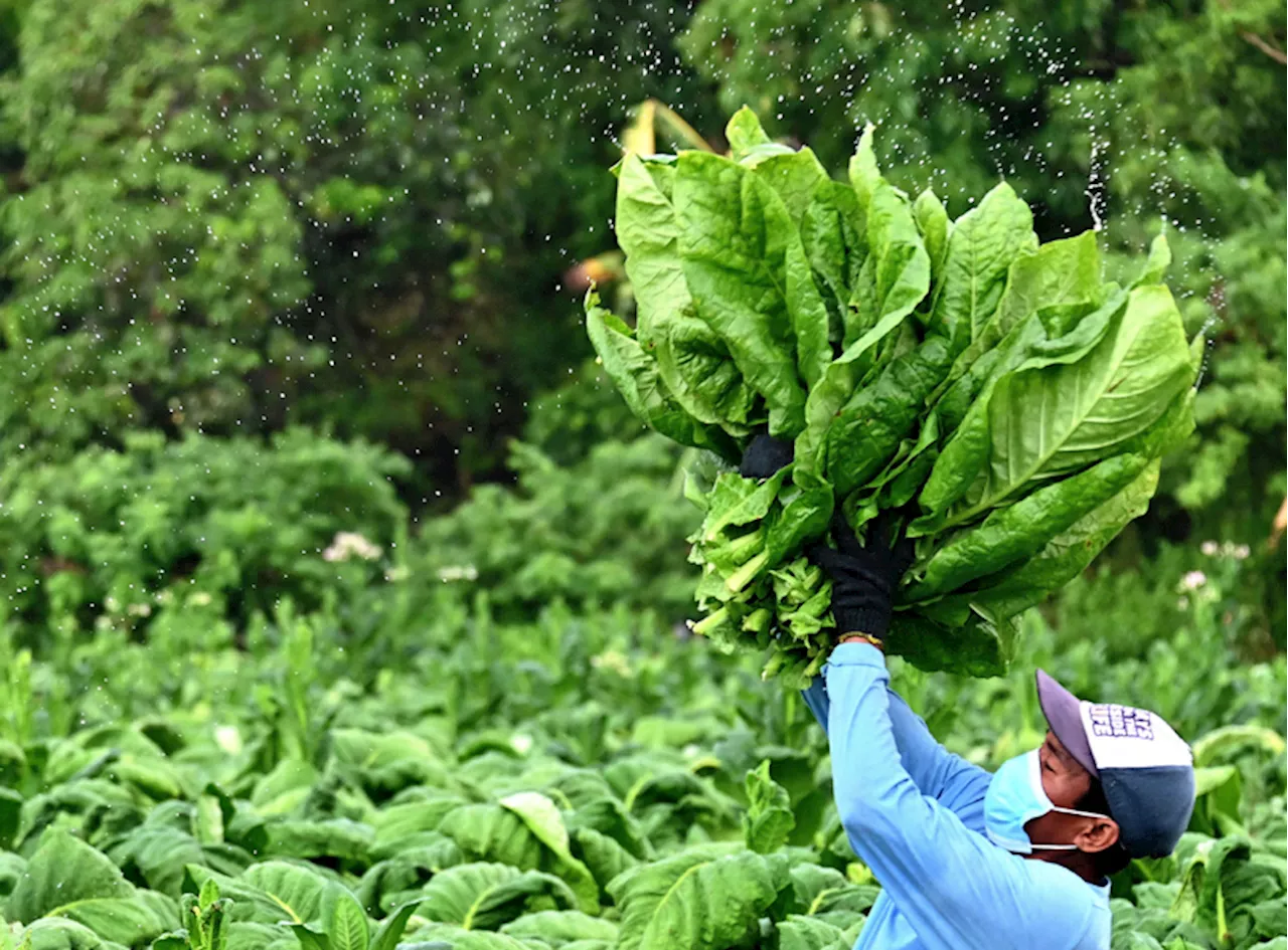 New law to protect livelihood of Filipino tobacco farmers