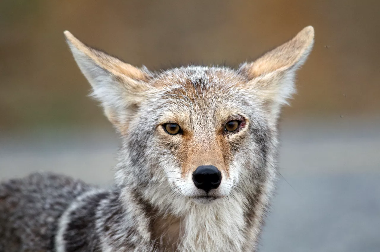 Coyote Sightings on the Rise in Los Angeles County