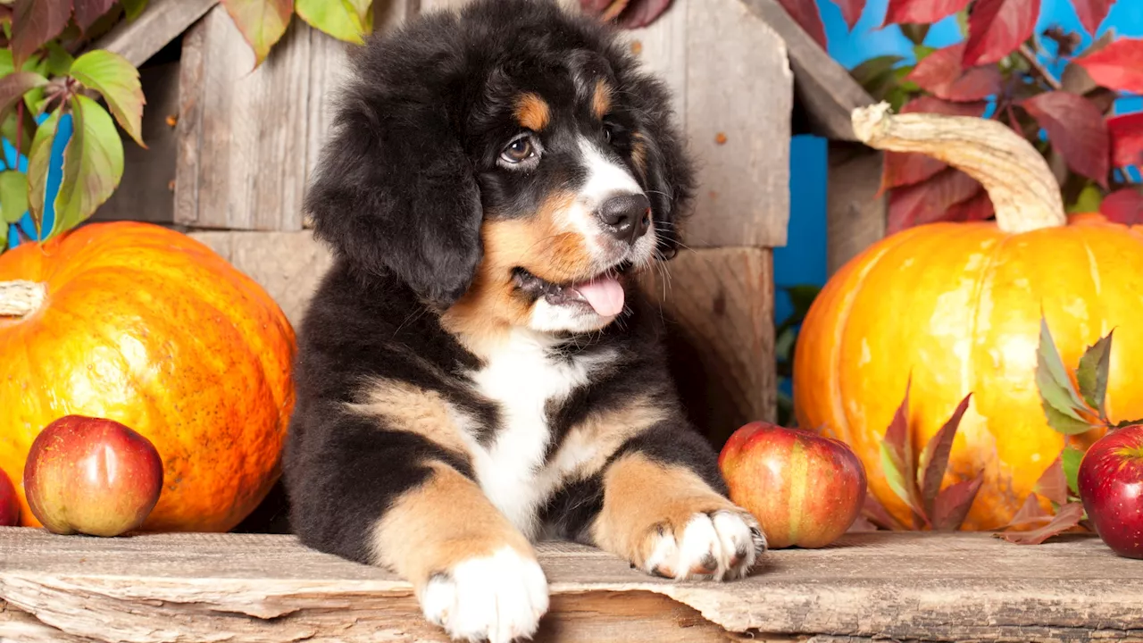 Dozens of Bernese Mountain Dogs will romp at this pretty pumpkin patch