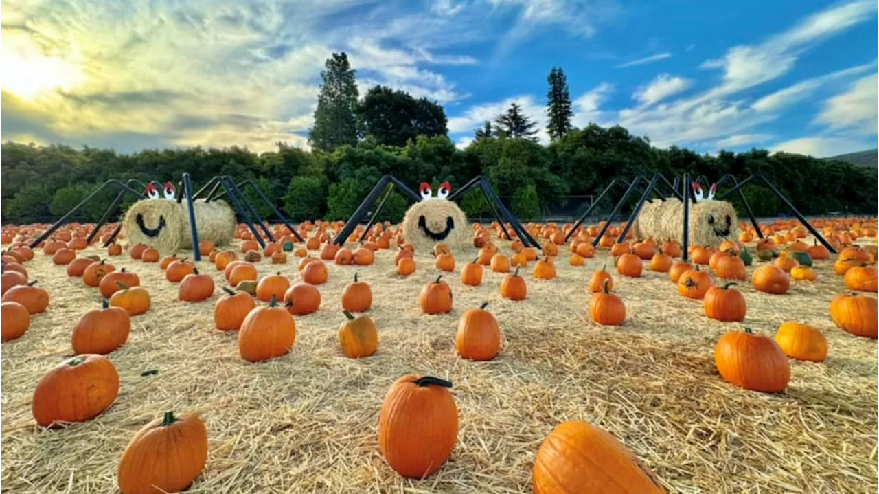 Giant Spiders & Pumpkin Patch Magic: Moorpark's Fall Harvest Festival Returns