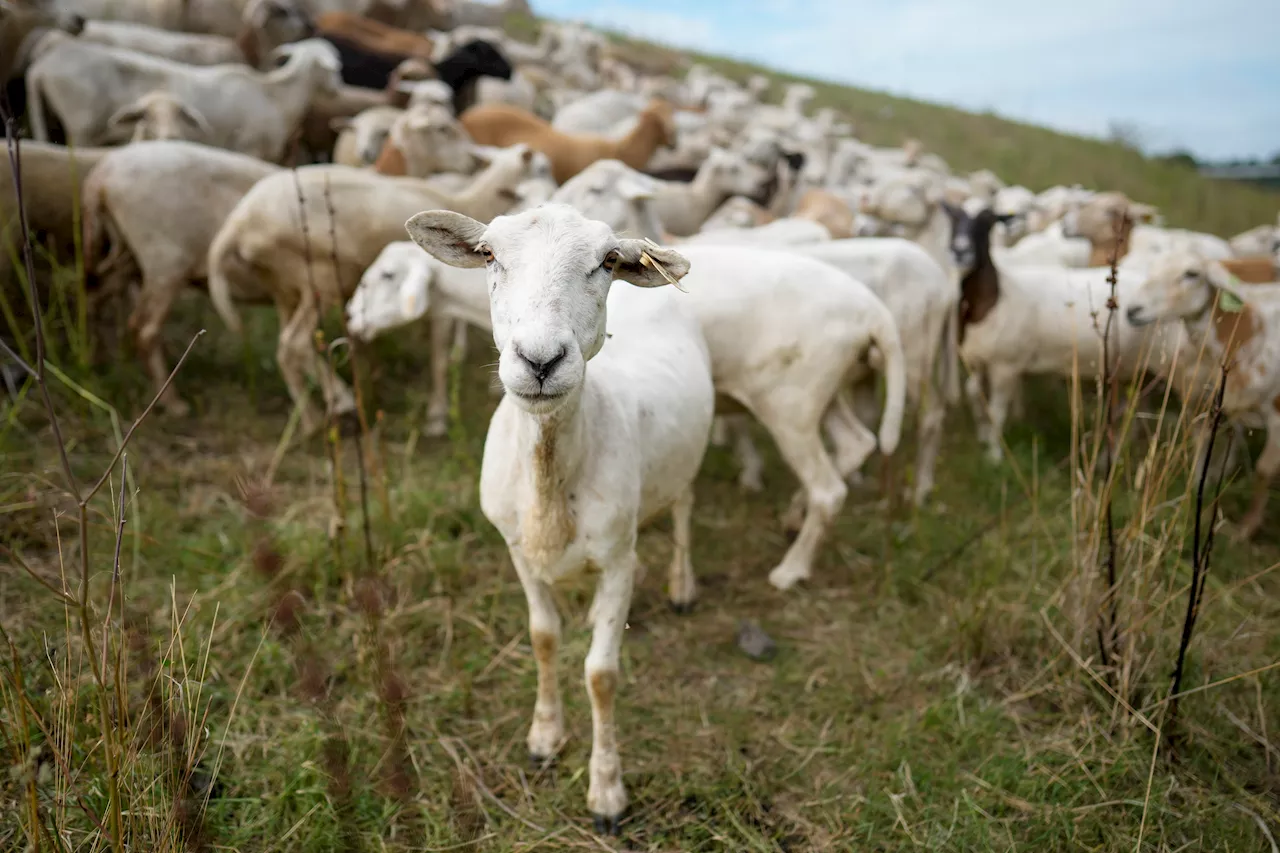 Why some cities in the US are using sheep to graze grass instead of mowing it