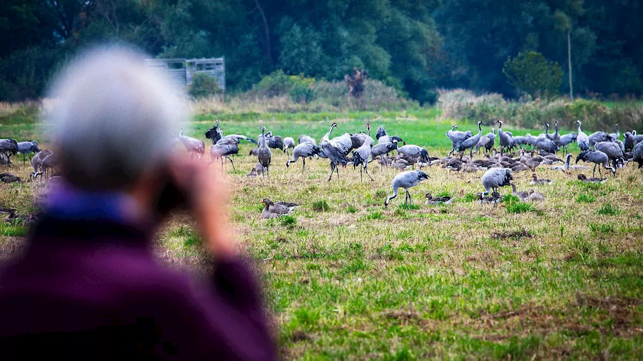 Berlin & Brandenburg: Faszination Vogelzug: Experten laden zum Beobachten ein