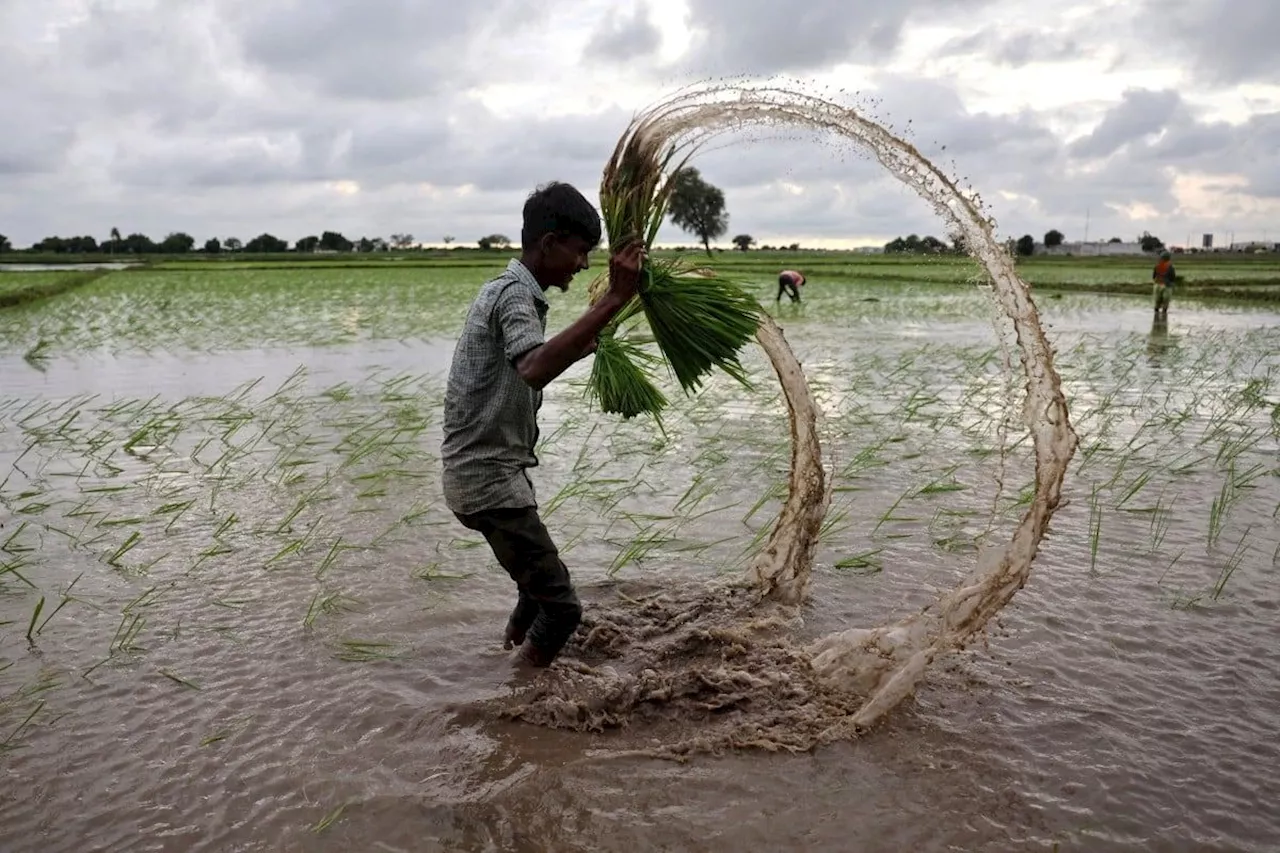 India Resumes Non-Basmati White Rice Exports as Inventories Surge