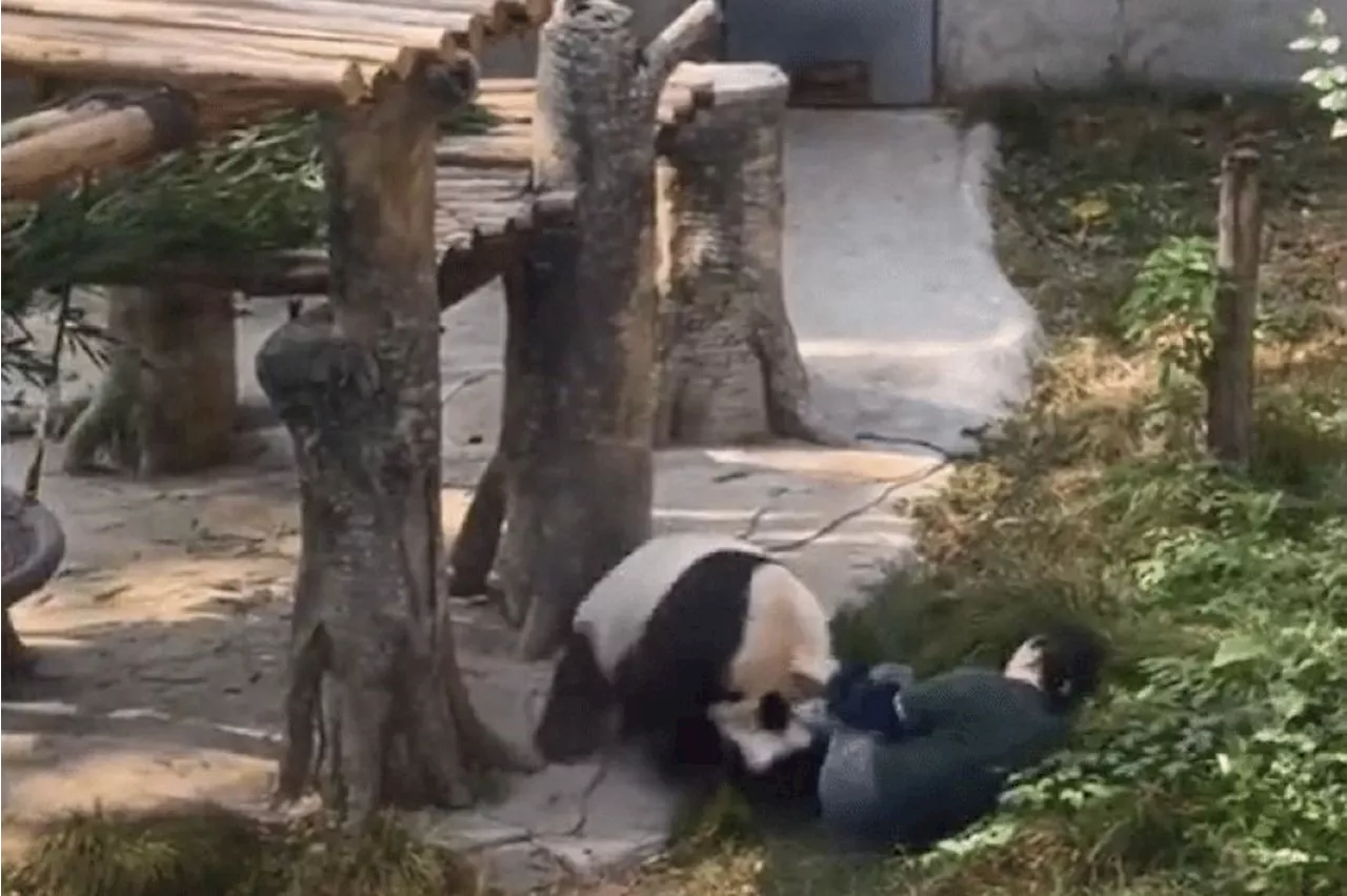 Panda Attacks Keeper in Heart-Stopping Enclosure Incident