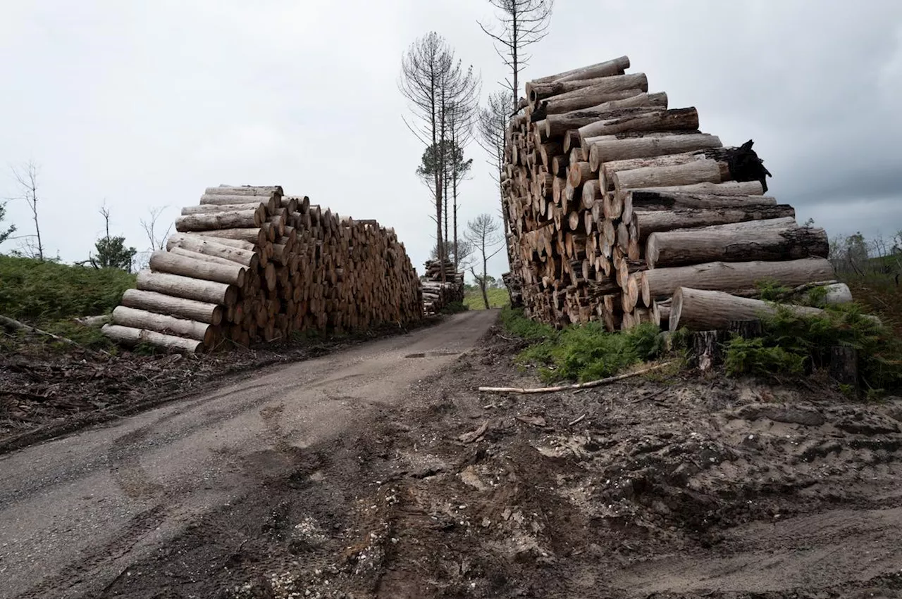 Forêt usagère de La Teste-de-Buch : la vente des bois brûlés (et morts) rapportera de 8 à 8,5 millions d’euros