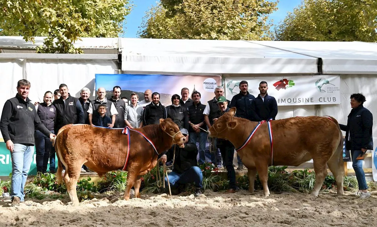 Péri’Meuh : deux élevages bovins de Dordogne grands vainqueurs du concours de la race limousine