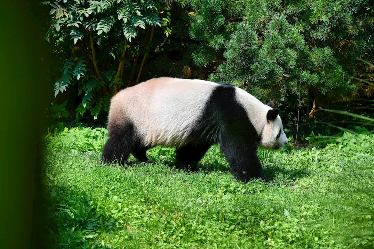 Ausgrabungen: Ur-Panda in Tongrube im Allgäu entdeckt