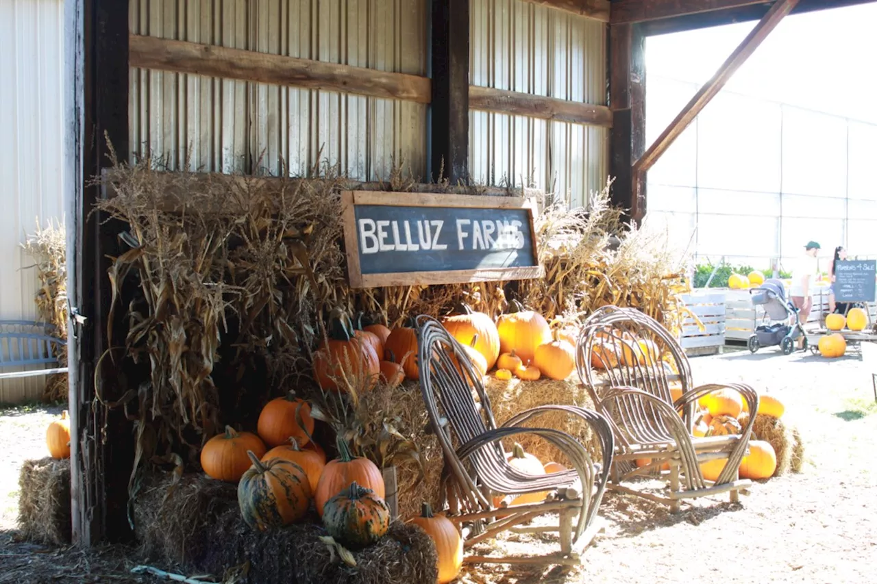 Belluz Farm Kicks Off Fall Wonderland Weekends