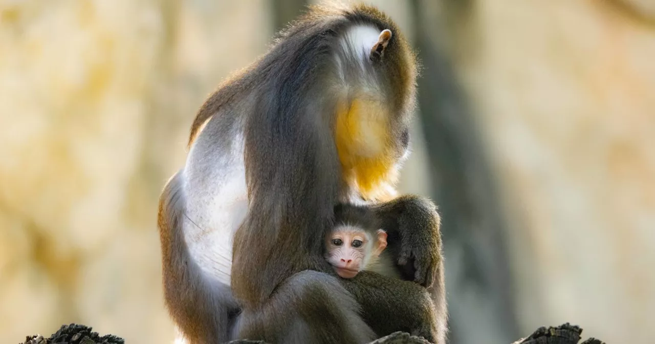 Rare Baby Mandrill Named Jasper Born at Fort Worth Zoo in Texas: EXCLUSIVE