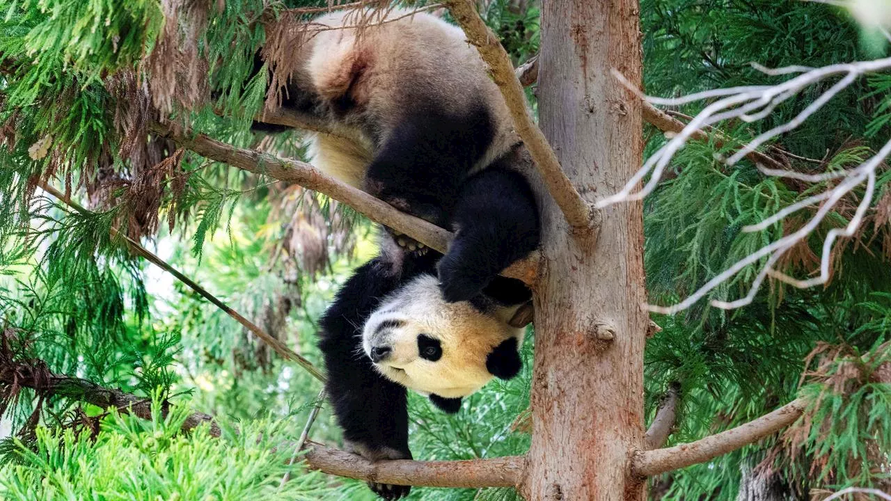 Ur-Panda mit Mischkost entdeckt