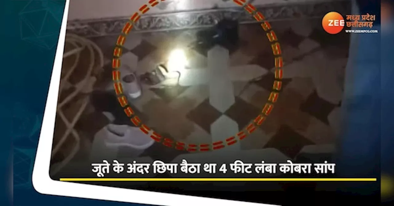 जूते में छिपा बैठा था कोबरा सांप, Video में देखिए रेस्क्यू