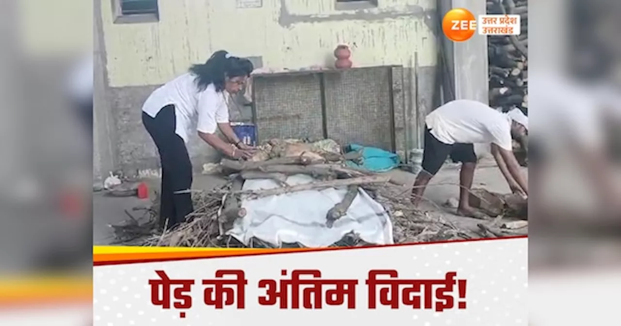 यूपी में 150 साल पुराने पेड़ का अंतिम संस्‍कार, मुजफ्फरनगर की शालू सैनी पेश की इंसानियत की मिसाल