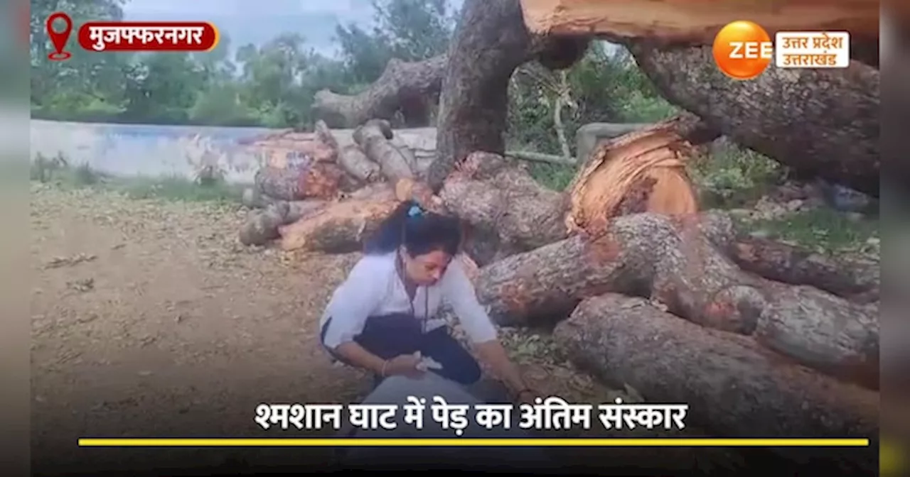 Video: 150 साल पुराने पेड़ का अंतिम संस्कार, ना कभी देखा ना सुना महिला ने पहली बार ऐसा कर दिया