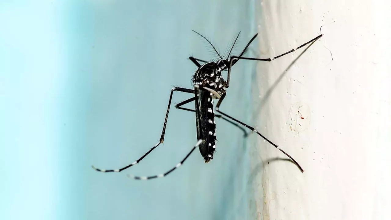 अमेरिका में फैल रहा ‘Triple E’ Mosquito Virus, जानिए कितना खतरनाक है