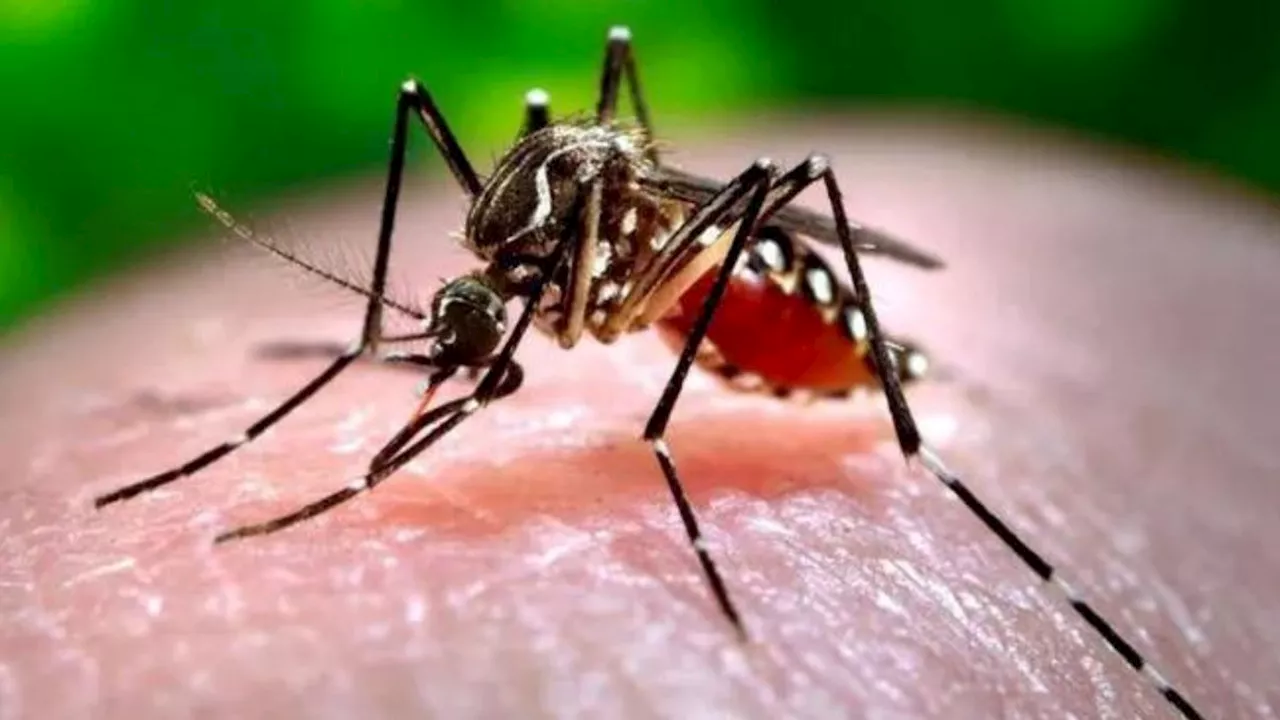 Dengue Epidemic Disease: कर्नाटक: घर के पास दिखे मच्छर तो इतना लगेगा जुर्माना, महामारी घोषित हुआ डेंगू