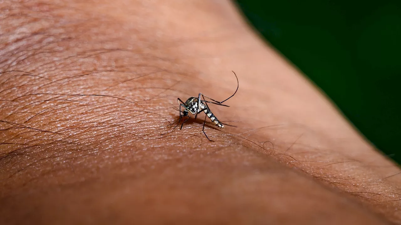 As mosquito-borne illnesses spread, here's how to tell West Nile, dengue and EEE apart