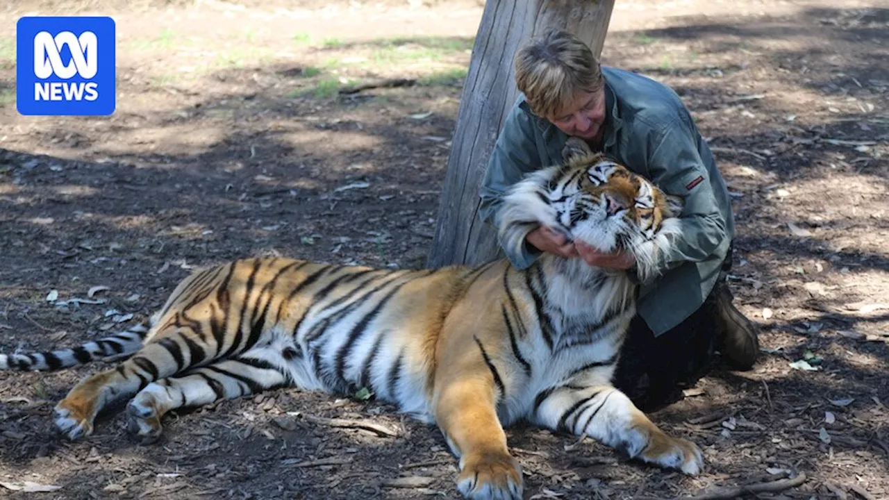 Dreamworld tiger attack prompts call for law change for zoos and animal experiences