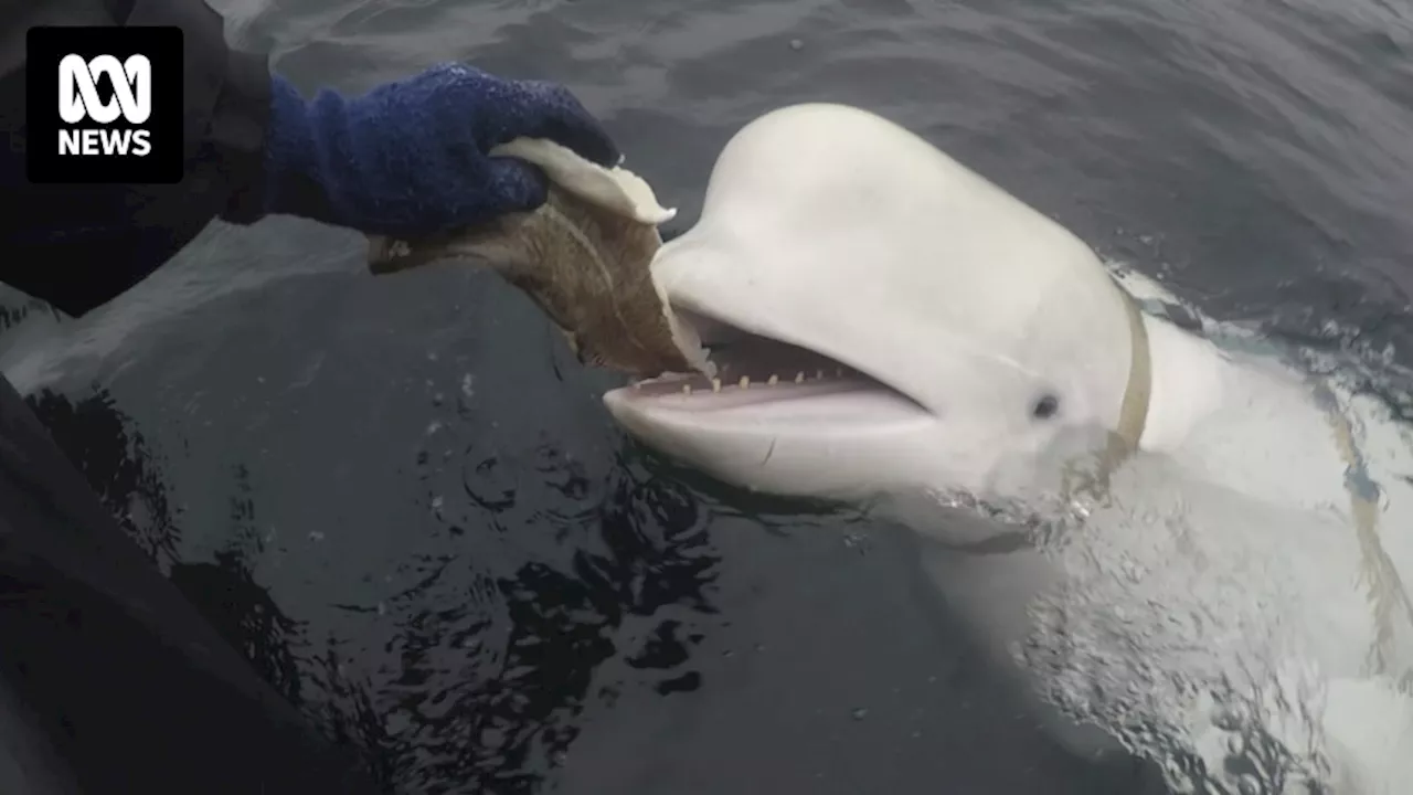 The death of Russian 'spy whale' Hvaldimir in Norway leaves behind a complex and inspirational animal conservation legacy