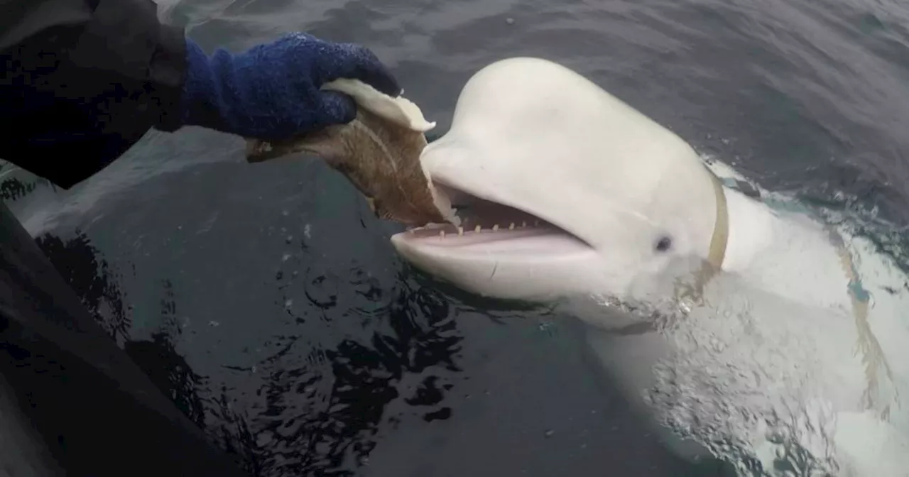 Hvaldimir, beloved beluga whale and alleged Russian spy, found dead