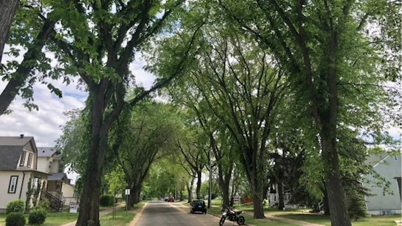 Invasive fungus that kills elm trees detected in Edmonton for first time, city says