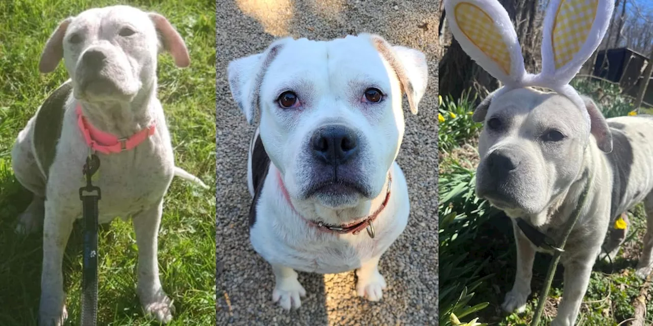 Dog spends 5 years waiting to be adopted from Northeast Ohio shelter