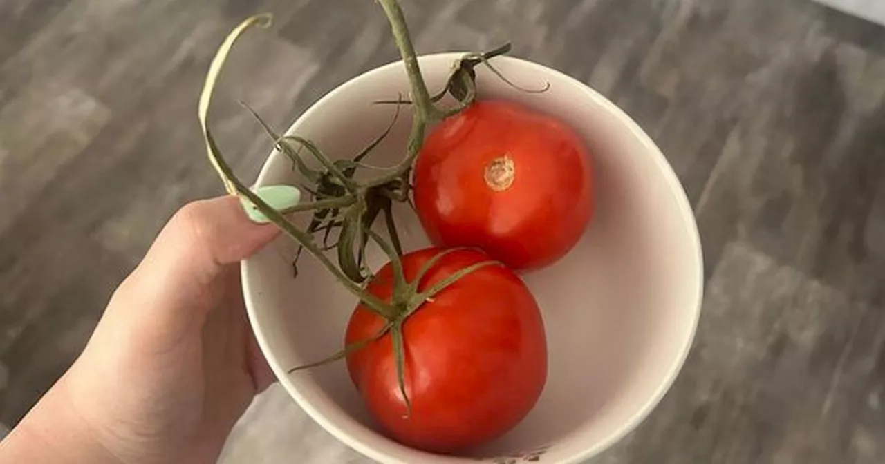 Tomatoes stay fresh for one month without fridge using simple storage method