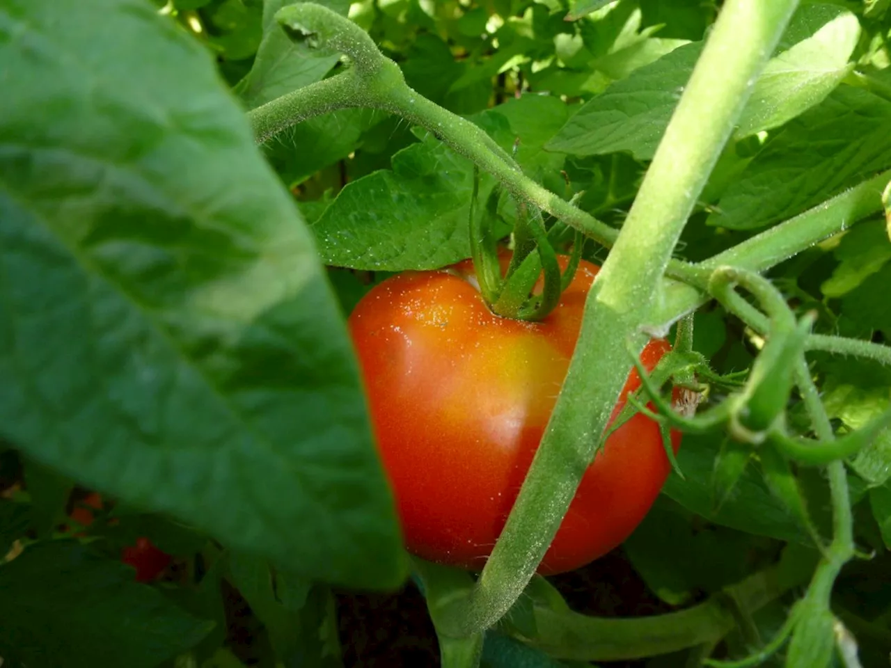 There are simpler ways than canning to preserve your garden harvest