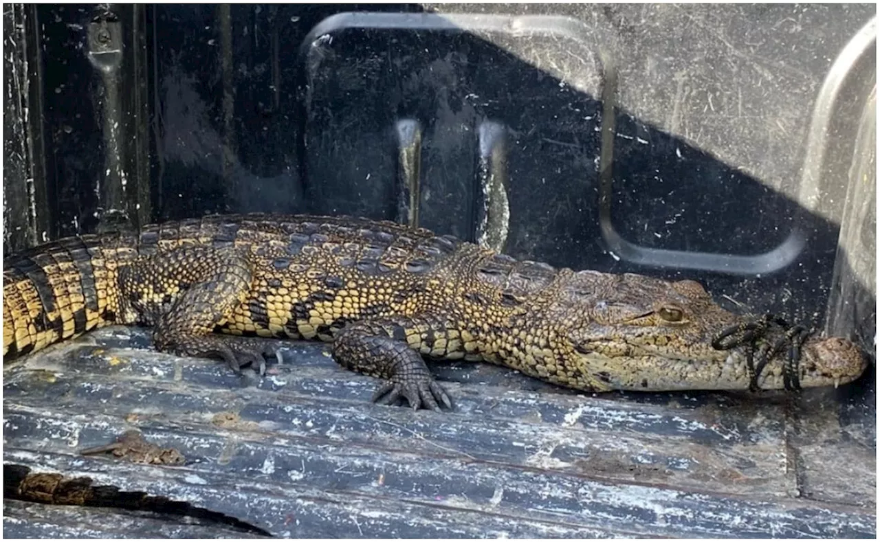 Capturan a cocodrilo de casi dos metros en calles de Hunucmá, Yucatán