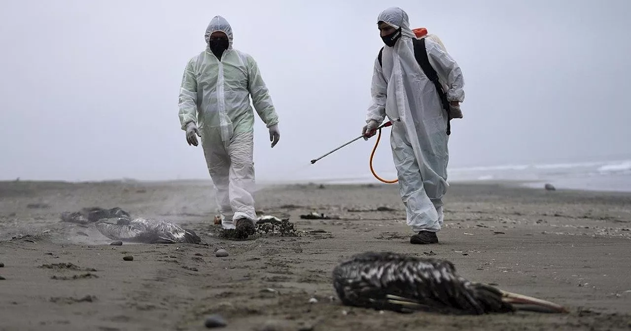 L’aviaria raggiunge l’Antartide: colpiti volatili e mammiferi nelle Falkland e in Georgia del Sud