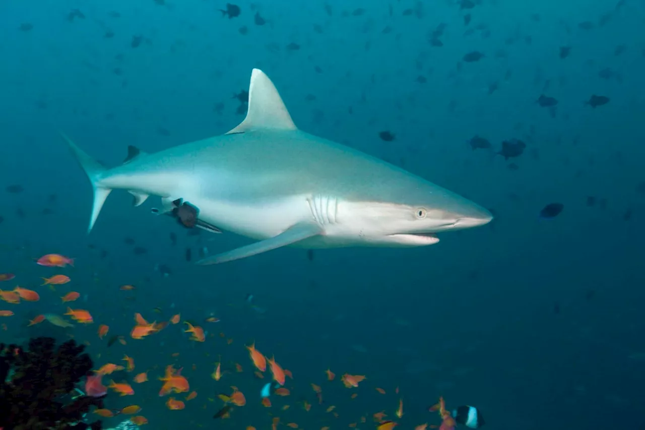 AI Revolutionizes Shark Monitoring In The Age Of Biodiversity Crisis