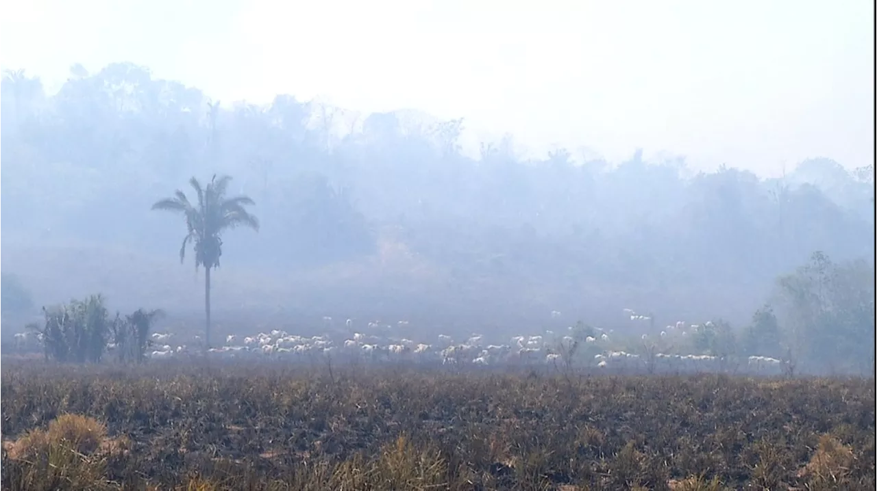 Gado fica desnorteado e 'andando nas cinzas' após incêndio devastar zona rural de cidade no Tocantins