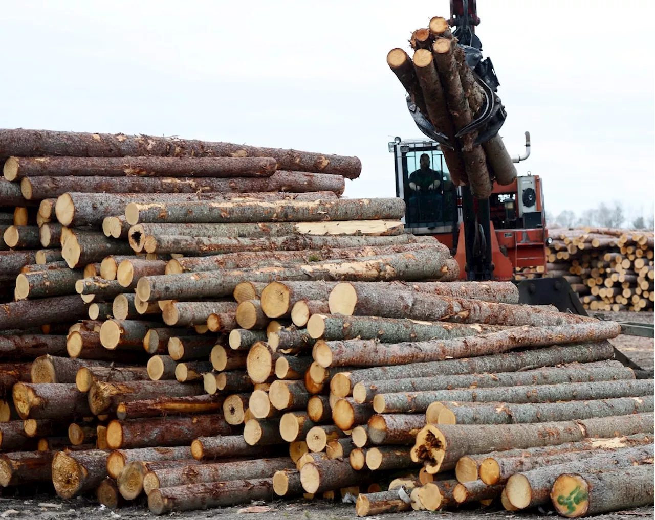 Blame Nova Scotia for billions Canada will pay in softwood lumber duties