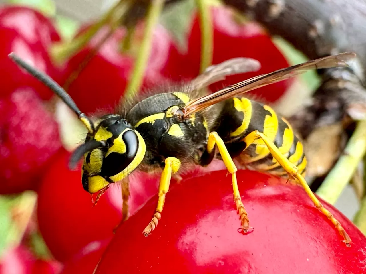 Summer stinger: Wasps swarming in large numbers in Alberta