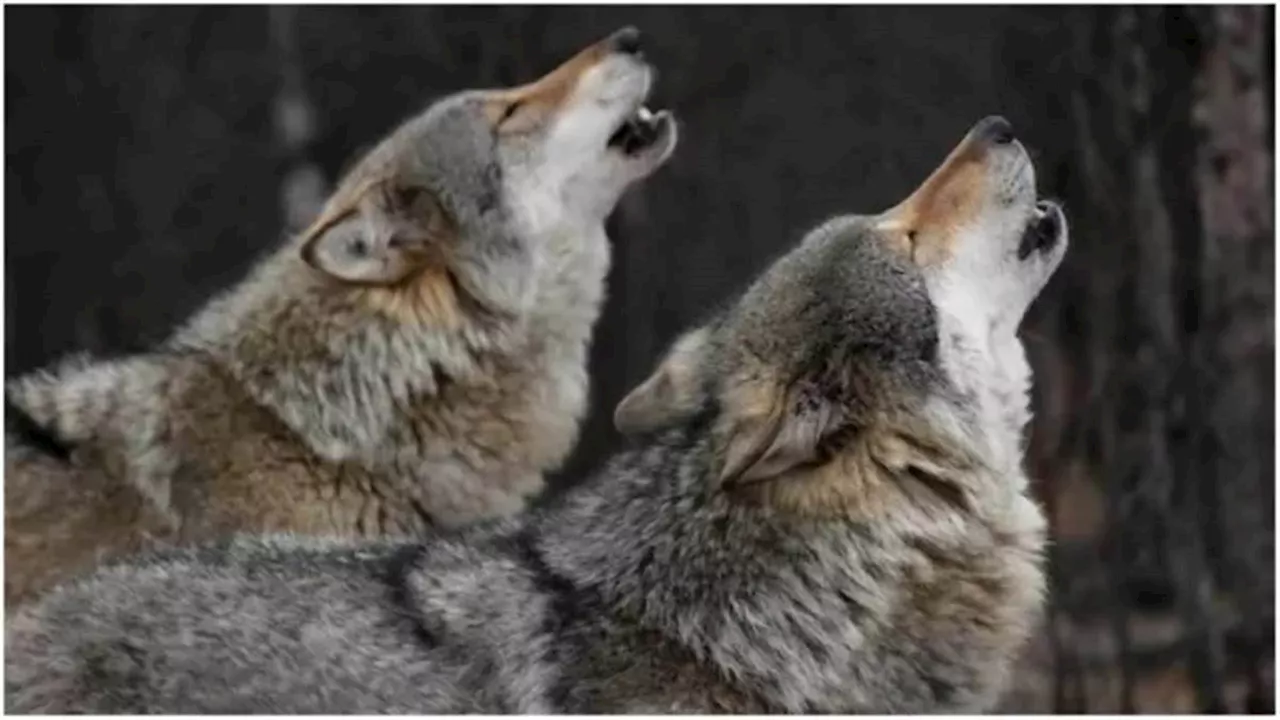 Bahraich Wolf Attack: फिर शुरू हुआ बहराइच में भेड़ियों का आतंक, आधी रात को पांच साल की बच्ची को बनाया अपना शिकार