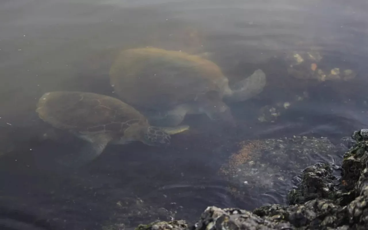 Tartarugas marinhas da Baía de Guanabara mostram sinais de recuperação após melhora da água