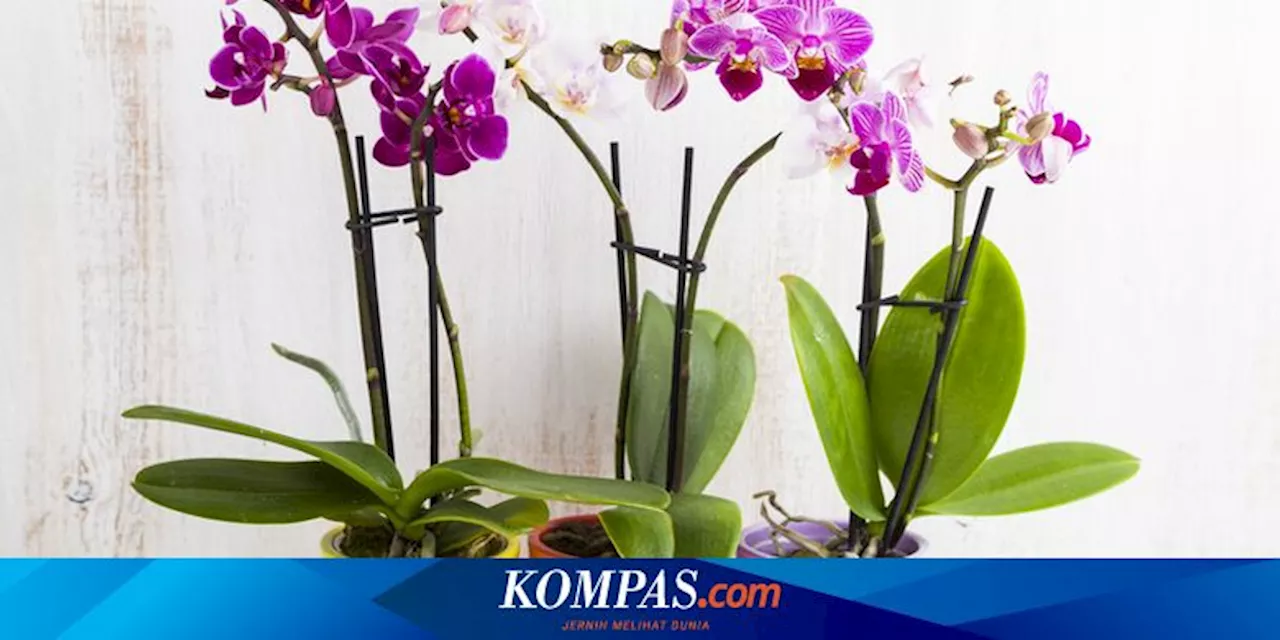 4 Tanaman Bunga yang Bisa Menarik Keberuntungan Menurut Feng Shui