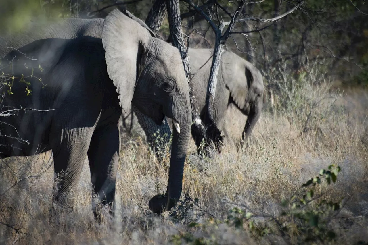 Sécheresse: la Namibie a commencé à abattre des centaines d'animaux sauvages