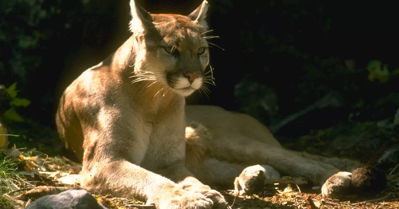 Young boy recovering from rare mountain lion attack